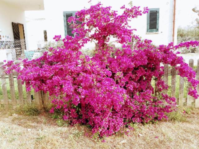 Casa Serradei Torchiarolo Εξωτερικό φωτογραφία